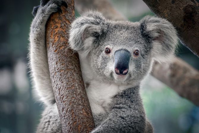 Svetski dan divljih koala Svetski dan divljih koala
