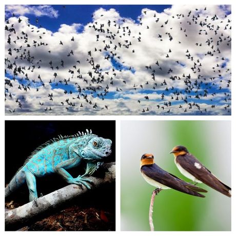 Svetski dan plave iguane i ptica selica