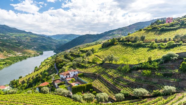 vinogradi u Portugalu