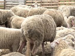 Migranti u Martonošu kradu čamce i ovce