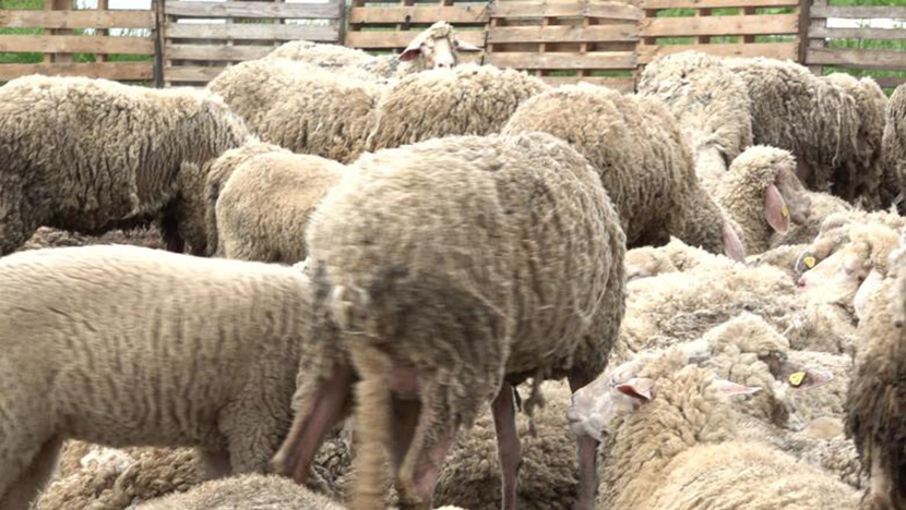 "Izaberite isključivo zdrave životinje": Zavod za javno zdravlje uputio hitan apel za klanje kurbana!