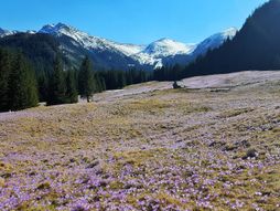 Polja šafrana, selo Zakopane, Poljske Tatre