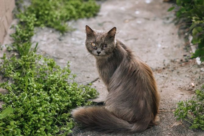 Mačke odlaze iz kuće da bi uginule u samoći