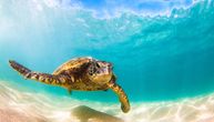 Otkriveno gde se nalazi morska kornjača koja je napala više kupača na Jadranu