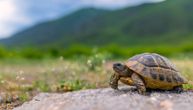 Šta znači sanjati kornjaču: One su univerzalan simbol znanja, koncentracije i mudrosti
