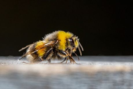 Svetski dan pčela 20. maj