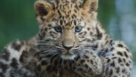 Koriste delove leoparda i pangolina za pravljenje lekova: I velike banke uključene u ovaj biznis