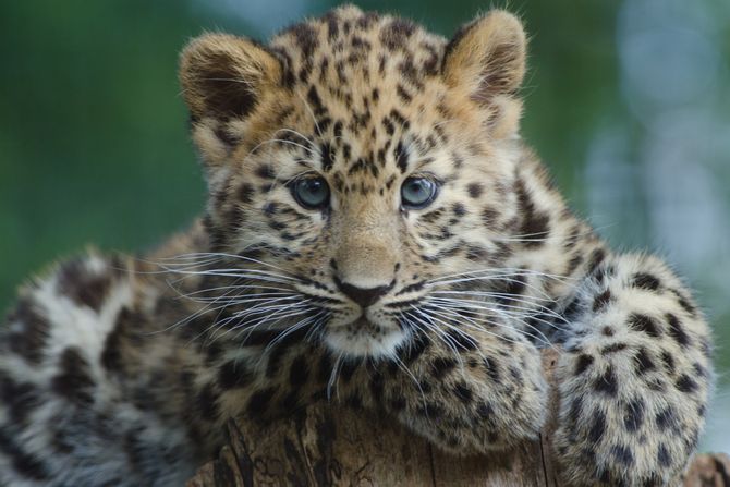 Amurski leopard