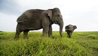 Pogrebni ritual za male slonove u Indiji