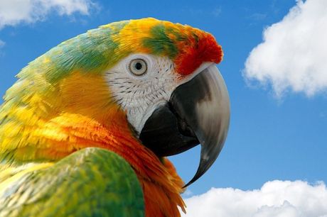 Svetski dan papagaja 31. maj