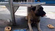 Uplašen pogled, vezan lancem za klupu: Šapčani besni zbog napuštenog psa, traže policiju za životinje