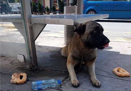 Napušten pas u Šapcu