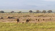 Smrt za šest lavova u nacionalnom parku u Keniji: Napali koze i psa u selu