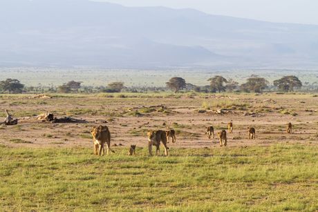 Amboseli Kenya, lavovi nacionalni park Ambuseli Kenija