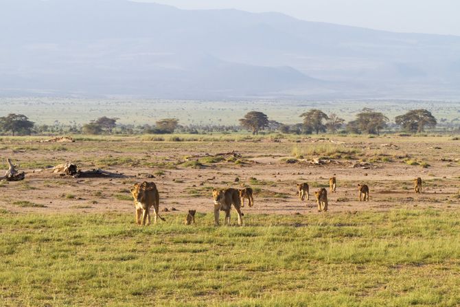 Amboseli Kenya, lavovi nacionalni park Ambuseli Kenija