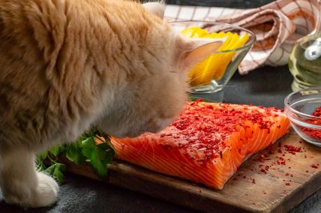 Mačka jede lososa