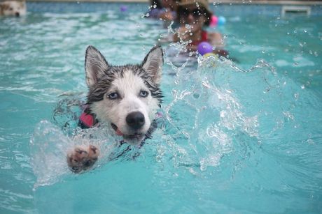 Mogu li svi psi da plivaju