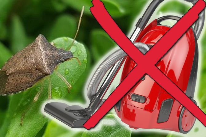 Smrdi bube buba usisivač Smrdi bube buba usisivač