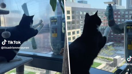 mačka i perač prozora