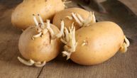 Da li znate da pogrešno jedete krompir? Stručnjak upozorava na zeleni krompir i na klice