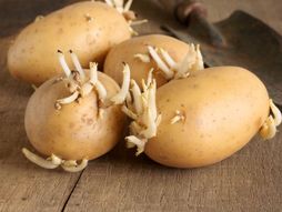 Krompir, proklijali krompir