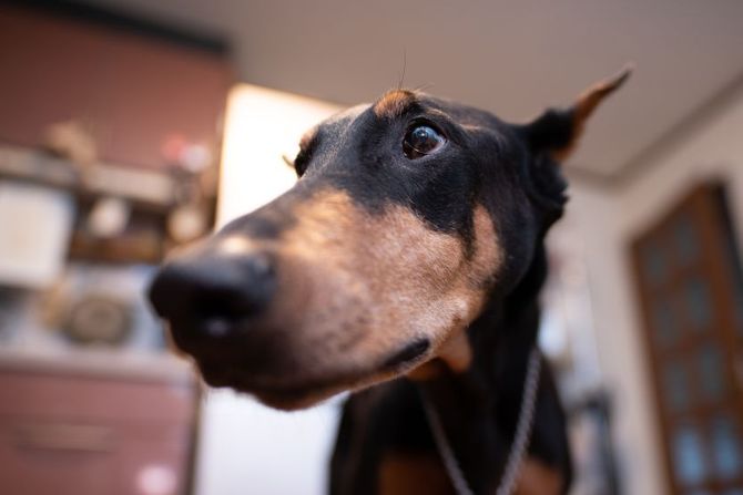 Doberman