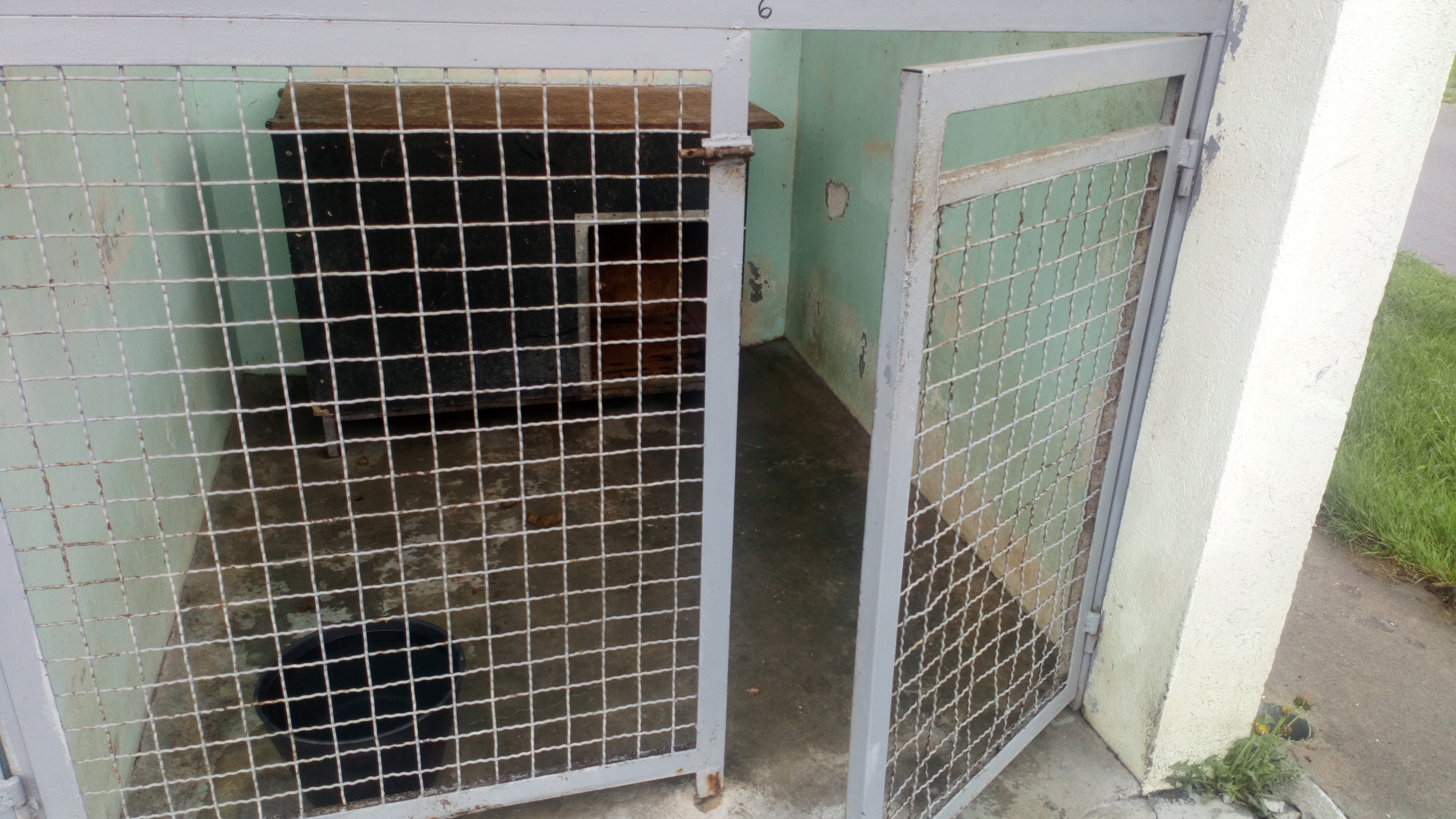 UZNEMIRUJUĆI SNIMAK IZ OKOLINE ŠAPCA: Pas jede mrtvog psa u azilu, scena je stravična, meštani zvali policiju