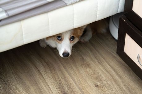 Pas skrivanje ispod kreveta
