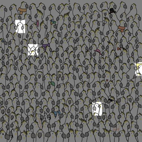 dudolf, skrivalica kakadu