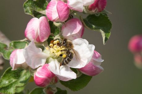 Pčela na cvetu jabuke