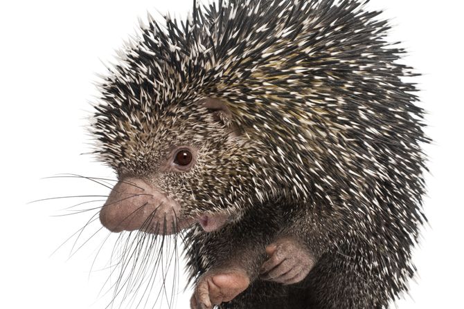 Brazilian Porcupine, Coendou prehensilis bodljikavo prase