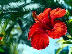 Hibiskus, cveće, cvet