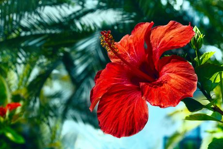 Hibiskus, cveće, cvet