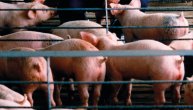 Sprečen transport svinja iz područja zaraženog afričkom kugom: Oduzeta 22 praseta