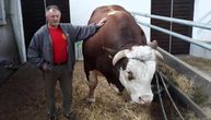Radenko na svojoj farmi tovi bikove šampione: Posle Mališe i Veliše, Jablan postao prvak