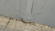 Snimljena zmija u Višnjičkoj banji: Uplašila građane, pa se uvukla u zid