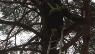 Nesvakidašnja akcija banjalučkih vatrogasaca: Pomogli dečaku da siđe sa drveta