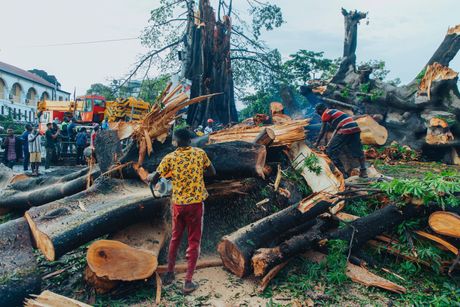 Sijera Leone drvo stablo oboreno
