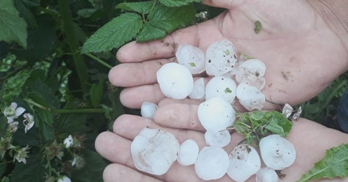 Guču Pogodilo Snažno Nevreme Usred Sabora: Grad Tukao Nekoliko Minuta ...