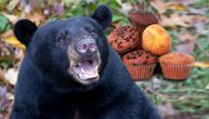 Medved upao u pekaru i pojeo 60 kolača: Toliko su mu se svideli da su ga zaposleni jedva oterali