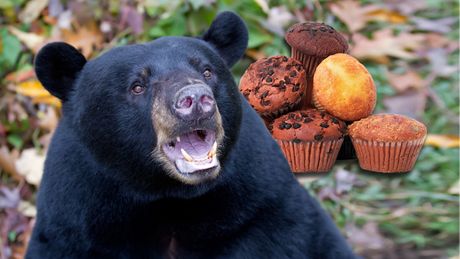 Medved i kolači mafini