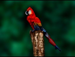 Optička iluzija papagaj