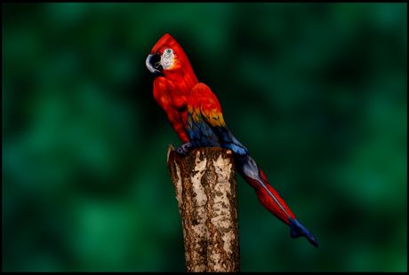 Optička iluzija papagaj