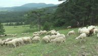 Krvavi pir u dragačevskom selu Goračići: Psi lutalice domaćinu Vasiliju rastrgli tri ovce i četvoro jagnjadi