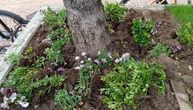Vandalizam u centru Pirota: Počupali cveće iz žardinjera i ostavili ruglo iza sebe, šteta oko 50.000 dinara