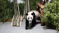 Kineska džinovska panda se vratila kući: Posle 20 godina stigla u Zoološki vrt u Pekingu