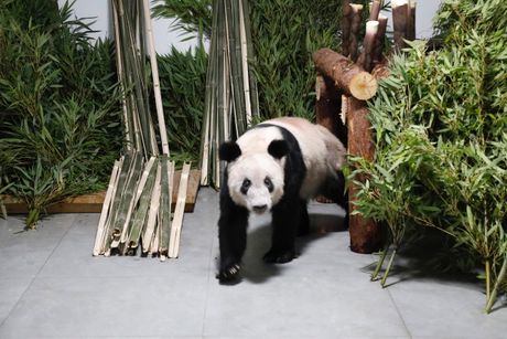 džinovska panda Ja Ja Kina
