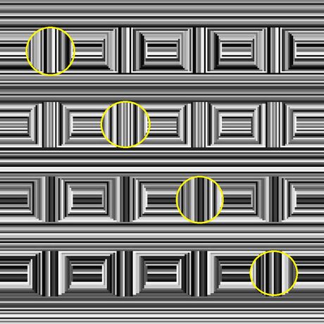 Anthony Norcia, opticka iluzija