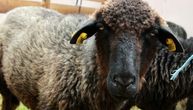 Karakačanska i bardoka najugroženije su sorte ovaca: Institut za stočarstvo trudi se da ih očuva