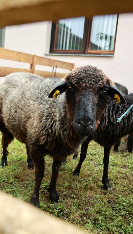 Autohtone sorte ovaca i koza, Institut za stočarstvo